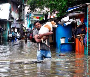 A man carries a dog and wades through a flooded street in Chennai. AP Photo | Credit: The Indian Express Chennai floods nonproft help